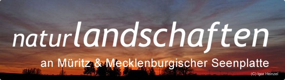 Naturlandschaften an Mueritz & Mecklenburgischer Seenplatte