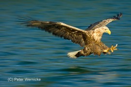 Bildband Mueritz-Nationalpark Motiv Seeadler Peter Wernicke